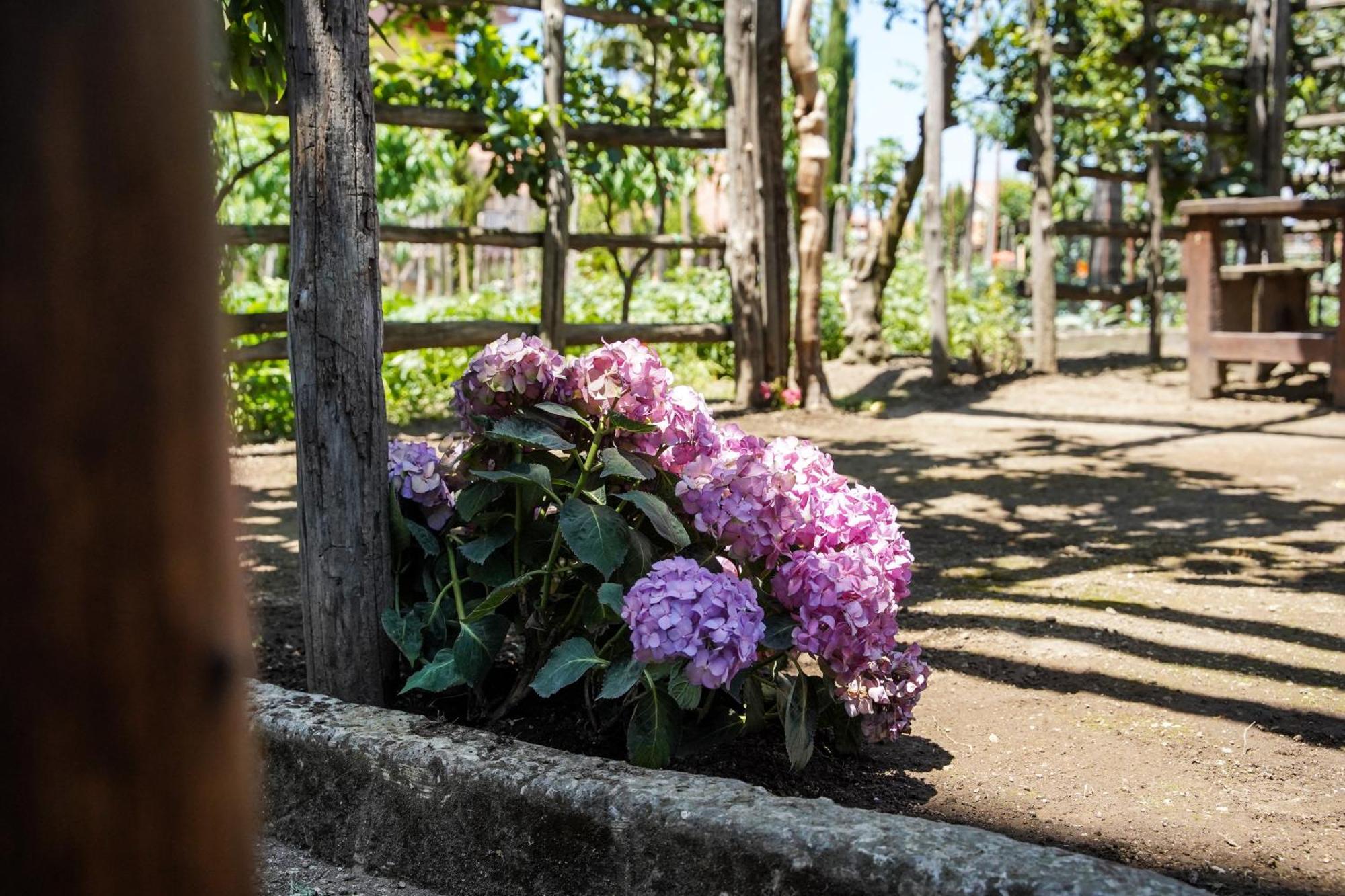 La Sorrentina Daire Gragnano Dış mekan fotoğraf